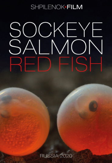 Sockeye Salmon. Red Fish